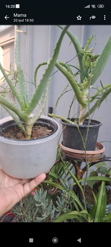Aloe: 1 ədəd 4m