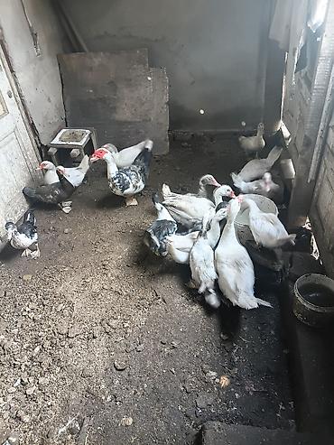 pitbull iti balasi: Müşk ördəkləri (hinduşka ördəyi) təsvir olunur. Şəkildə bir neçə ədəd — 1