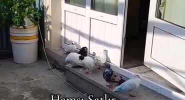 ağ dovşan: Fərqli rənglərdə olan göyərçinlər. Ağ, qara, boz və qarışıq rənglərdə