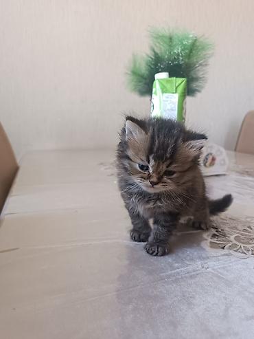 Pişiklər: Britan — 13