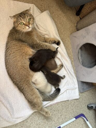 сколько стоит кане корсо: Шотландские котята (мама на фото) от домашней кошки с круглыми