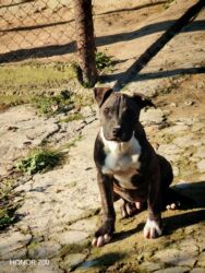 çoban iti: Питбуль, 3 месяца, Самец, С прививками, Самовывоз at lalafo.az çoban iti: Питбуль, 3 месяца, Самец, С прививками, Самовывоз