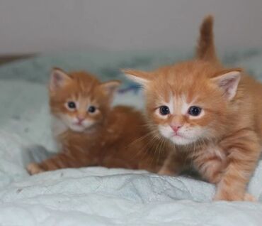 Коты: Унас родились замечательные малыши чисто кровные мейинкуны остались