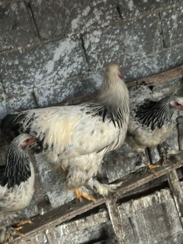 в какой приют можно отдать собаку: Продаю | Куры | Брама | Для разведения