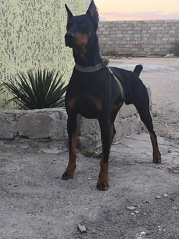 seksi it: Doberman — 1