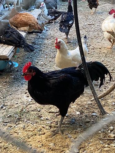 tutuquşu show jumbo: Xoruz Avstrolp 5 aylıq 3 ədəddir uzun quyruq sağlam aktiv heyvandir — 1