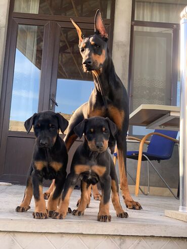balaca itler satilir: Doberman, 2 ay, Erkek, Peyvəndli
