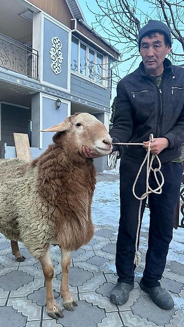 Баран, овца: Продаю | Баран (самец) | Арашан | Для разведения | Племенные — 4