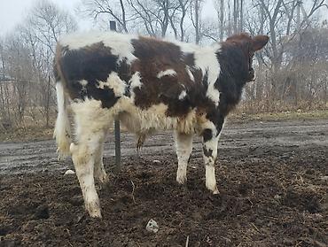 Коровы, быки: Продаю | Музоо, торпок | Полукровка | На откорм | Привязанные — 6