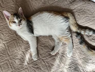 кошки шотландские: Кошка даром: Беспородная, 3 месяца, Девочка, Приучена к лотку — 2