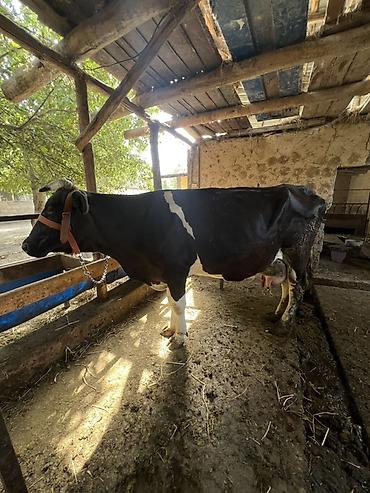 собаки породы: Продаю | Корова (самка) | Голштин | Для молока | Привязанные — 5