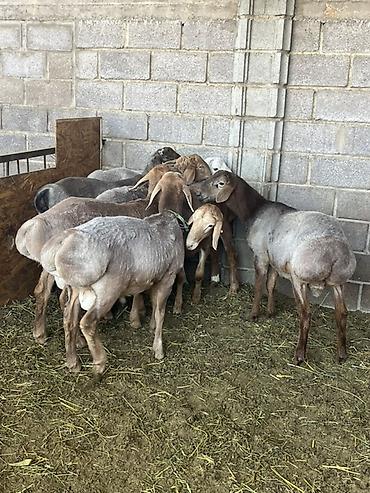 Продаю | Баран (самец) | Для разведения | Племенные at lalafo.kg Продаю | Баран (самец) | Для разведения | Племенные