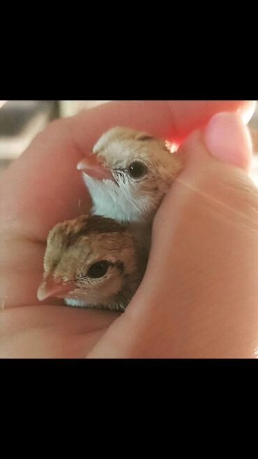 Другие с/х животные: Продаю суточных перепелят Техас и Феникс 🐣 под заказ. яйцо at lalafo.kg Другие с/х животные: Продаю суточных перепелят Техас и Феникс 🐣 под заказ. яйцо
