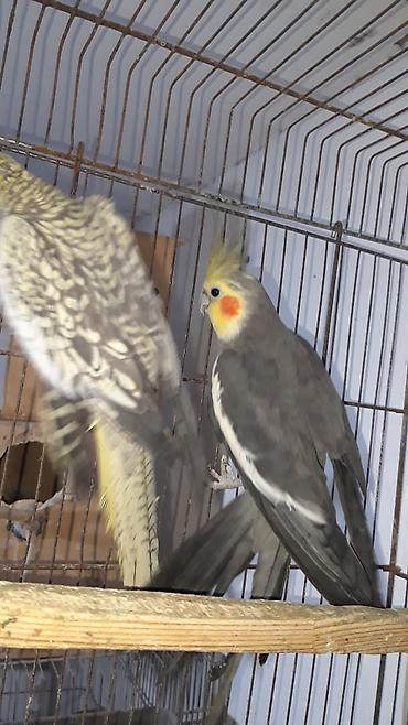 feniks quşu: Məhsul: Nimfa tutuquşuları (Cockatiel) cütü Xüsusiyyətlər: - Növ — 8