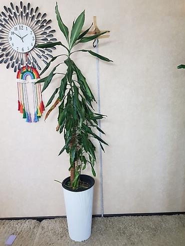 Монстеры: Продаются комнатные растения. Выращенные в домашних условиях и — 16