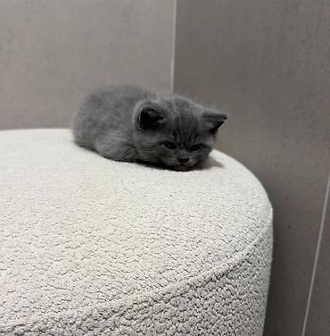 шотладские котята: АНКЕТА КОТЁНКА Порода: шотландский Пол: мальчик Дата рождения: 1 — 3