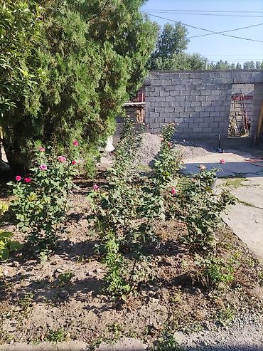 Кыймылсыз мүлк: 4 соток, Кызыл китеп — 1