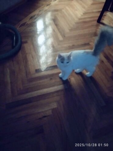 Su və yem qabları: Məhsul: Pişiklər üçün 3 bölməli yem və su qabı dəsti Təsvir: - Üç — 3