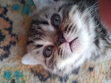 Продажа кошек: Шотландские котята. 1,5 месяца. 2 девочки, мальчик на брони — 2