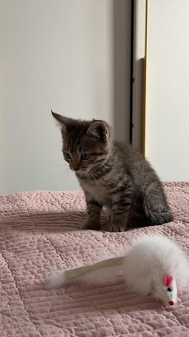 где можно купить кошку: Котёнок тигрового окраса - Полосатый короткошёрстный котёнок с — 2