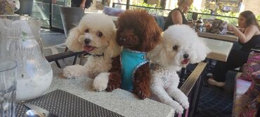 İtlər: Pudel, 3 ay, Erkek, Peyvəndli, Ünvandan götürmə — 9