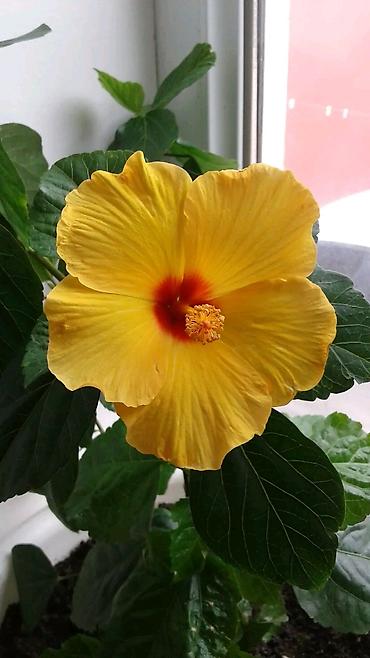 ucuz gul: Məhsul: Hibiskus (Çin qızılgülü) – narıncı/sarı rəngli, qırmızı — 2