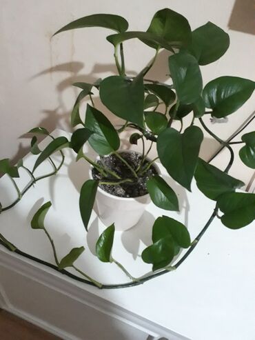 настенные цветы: Эпипремнум (плющ-потос) в горшке - Комнатная вьющаяся лиана с