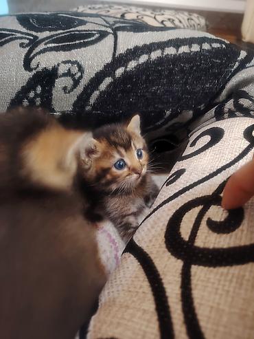pekines balası: Qızıl şinşilla, Erkək, Dişi, Yaxşı əllərə, Ünvandan götürmə — 3