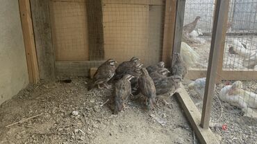 cins ineklerin satisi: Kəkliklər, cins ördək balaları, qırqovullar sarılır
