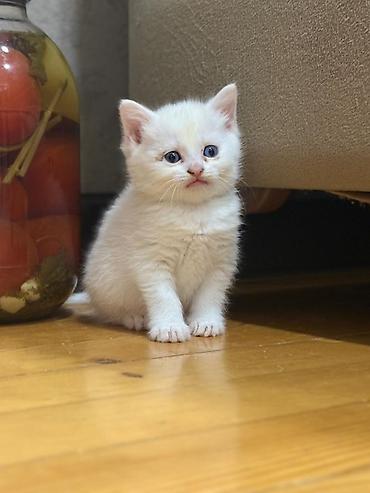 Pişiklər: Britan — 4