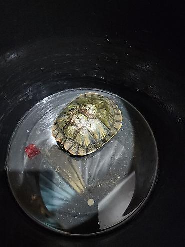 молодой: Красноухая пресноводная черепаха (Trachemys scripta elegans) - Вид — 1