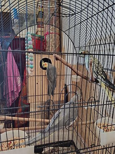 korella satışı: Kakadu nimfa (Cockatiel) quşları – qəfəs və aksesuarlarla birlikdə. - — 2