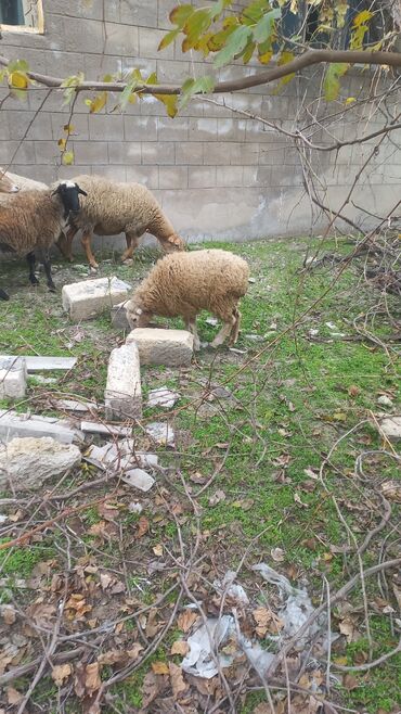 Qoyunlar, qoçlar: Dişi, il: 1, Ünvandan götürmə