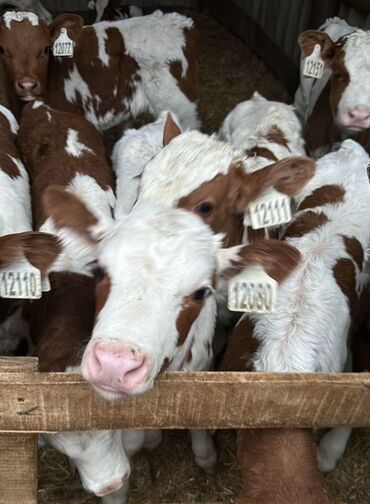 Dana, buzov: Dana, buzov, Dişi, Simental, ay: 1, Damazlıq, Ətlik, Rayonlara çatdırılma, Pulsuz çatdırılma, Ödənişli çatdırılma — 12