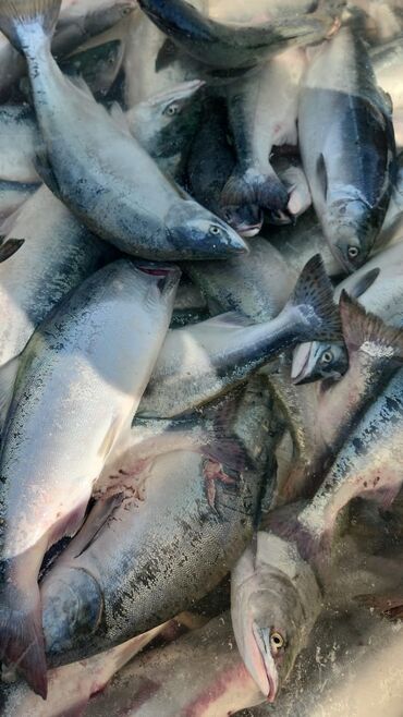 морская рыба: Продам оптом лососевую рыбу Горбуша