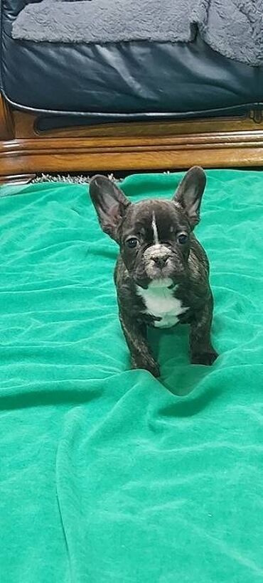 Psi: Francuski buldog štenci egzotičnih boja veseli umiljati, stručno na lalafo.rs — 5 Psi: Francuski buldog štenci egzotičnih boja veseli umiljati, stručno — 5