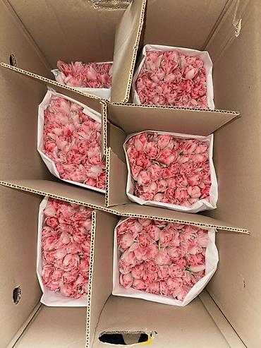 Букеты из живых цветов: Премиальные импортные тюльпаны Привозные тюльпаны лучшего качества — 11