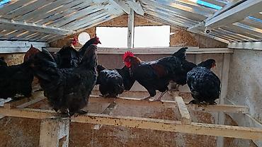 куна: Продаю | Куры | Домашняя | На забой, Для разведения, Несушки — 1