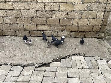 Göyərçinlər: 8 ədəd qara əbreş ağ qənəd falan 4 manatdan 8 ədəddir 2ədəd kəmərilər -da lalafo.az — 5 Göyərçinlər: 8 ədəd qara əbreş ağ qənəd falan 4 manatdan 8 ədəddir 2ədəd kəmərilər — 5