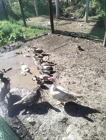 Ордоктун (Индоутка) жожолору сатылат 1айдан ашкан чоноюп калышкан
