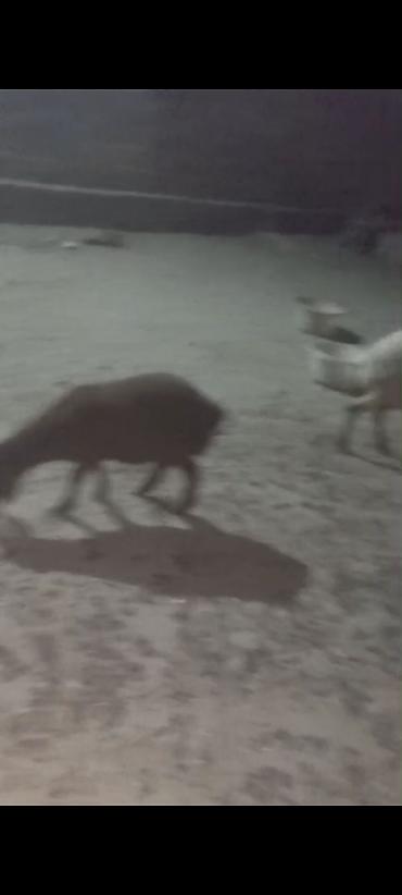 Keçilər, çəpişlər: 2 çi Qarına Dişi Əkiz Bala ilə 1 isə 3 qarına Bağazdı doğacağ Noyabira — 4