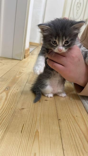 Pişiklər: Şotland, Erkək, Dişi — 10