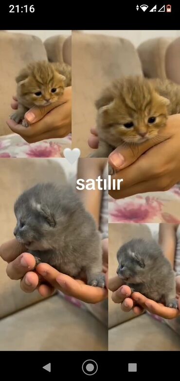 Gəmiricilər: Britan, Dişi, Yaxşı əllərə, Ödənişli çatdırılma