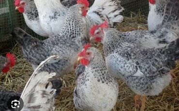 Куры, петухи: Продаю куриное яйцо породы Барковской . в наличии 90 штук есть