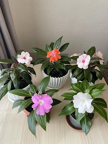 Бальзамин (Impatiens) в горшках — цветущие комнатные растения с
