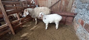 Бараны, овцы: Продаю | Ягненок | Для разведения | Матка
