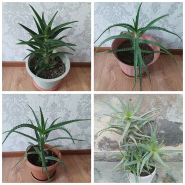 güldəfnə bitkisi: Aloe vera