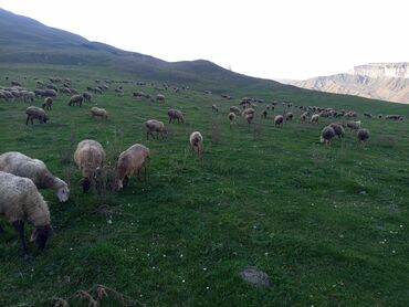 Inəklər, öküzlər: Quzu, Dişi, ay: 6, 20 kq, Ətlik, Ünvandan götürmə