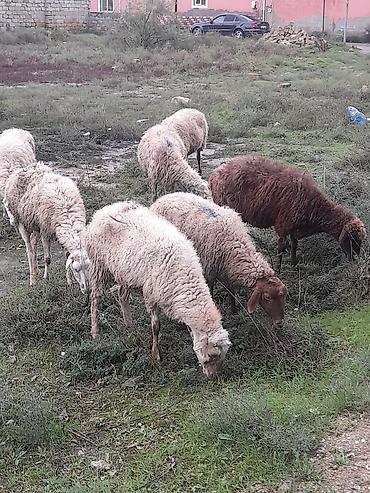 Qoyun sürüsü – yerli ətlik/yunlu tip Məhsul təsviri: - Şəkillərdə lalafo.az -da Qoyun sürüsü – yerli ətlik/yunlu tip Məhsul təsviri: - Şəkillərdə