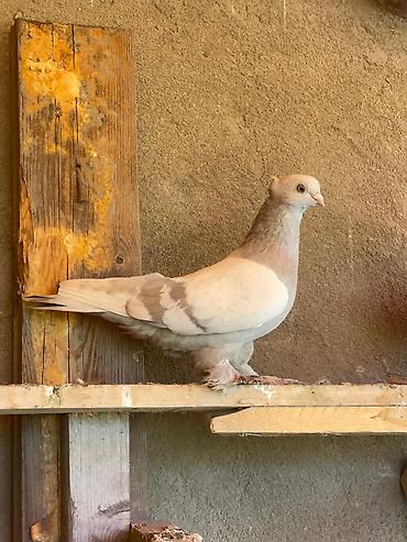 голуби голубей птицы: Продаю Пары декоративных голубей Тасманы - Окрас: кремово-рыжий с — 5